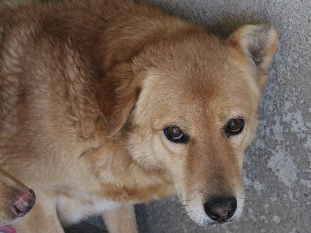 Vuoi adottare un cane a Asti?