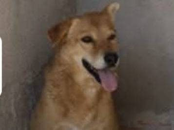 Adotta il cane Jerry a Asti