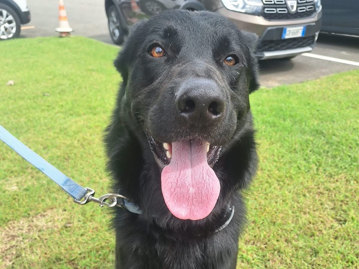 Adozione cane, maschio, Pastore Belga Laekenois Razza sconosciuta, 2 anni e 6 mesi, taglia grande, Pavia