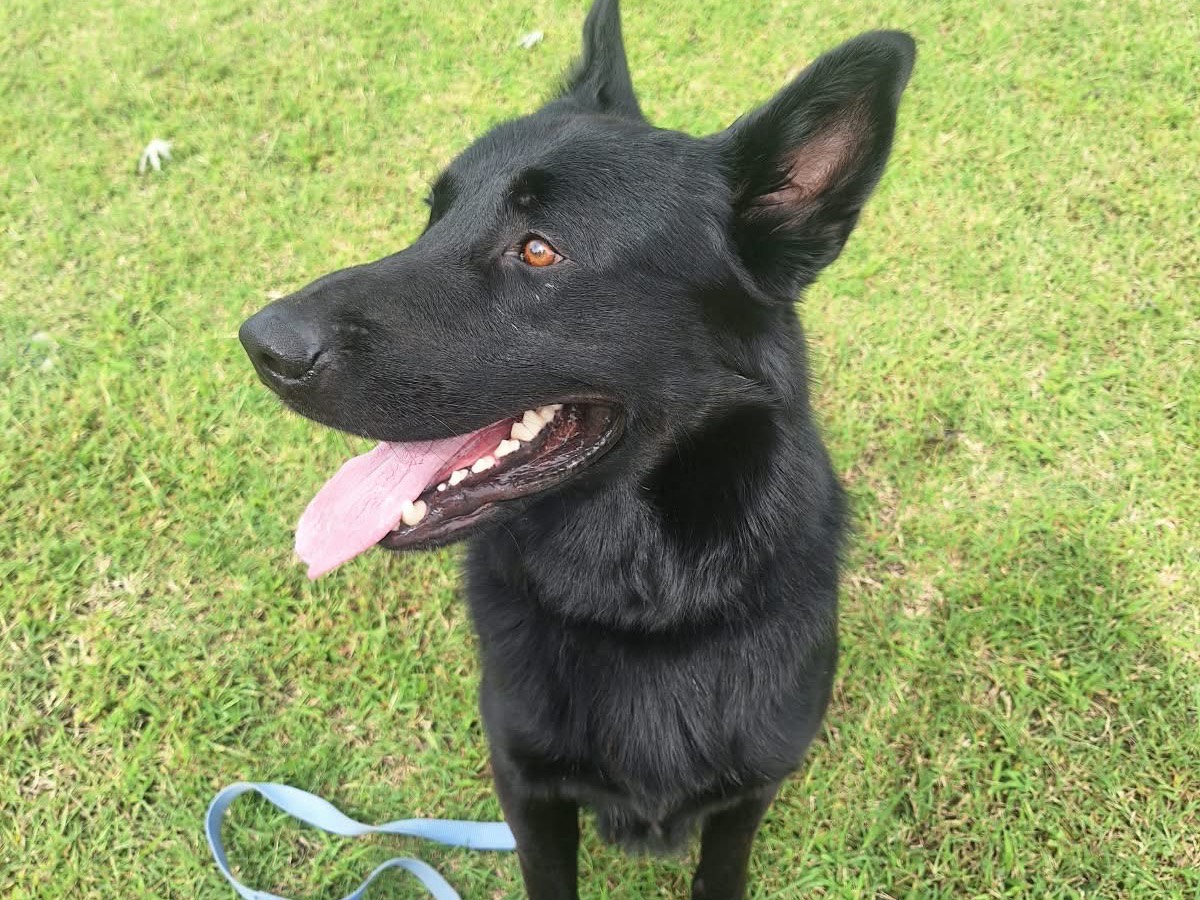 Adotta un cane, maschio, 2 anni e 6 mesi, Pavia