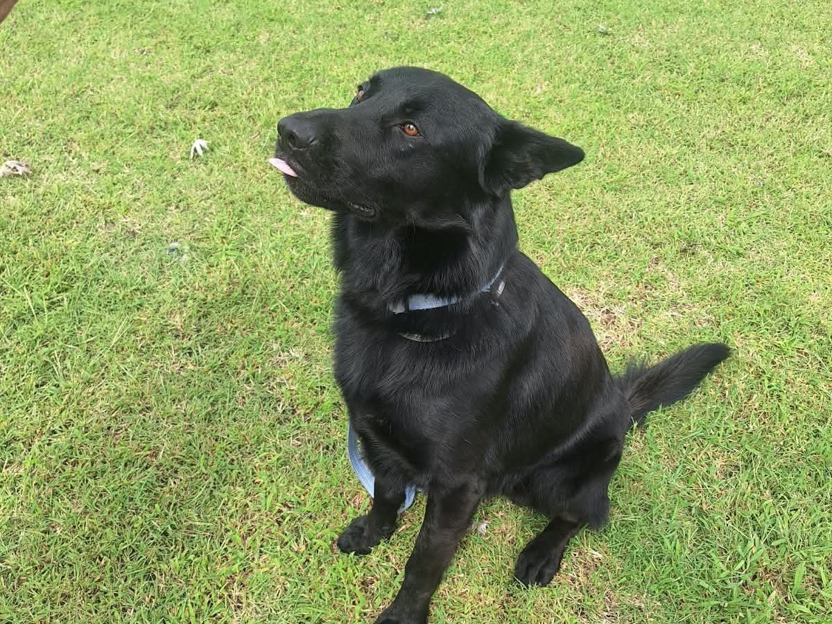 Adotta un cane, taglia grande, maschio, Pavia