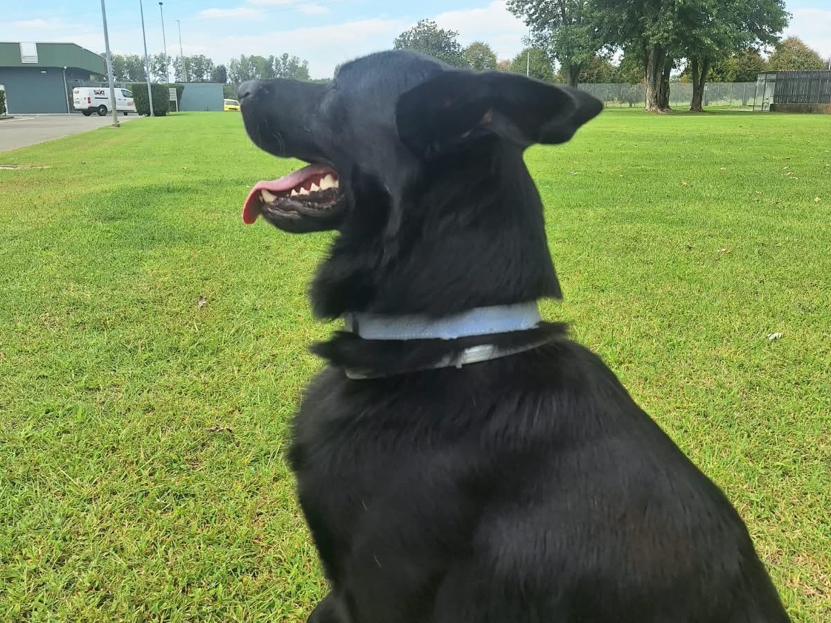 Vuoi adottare un cane a Pavia?