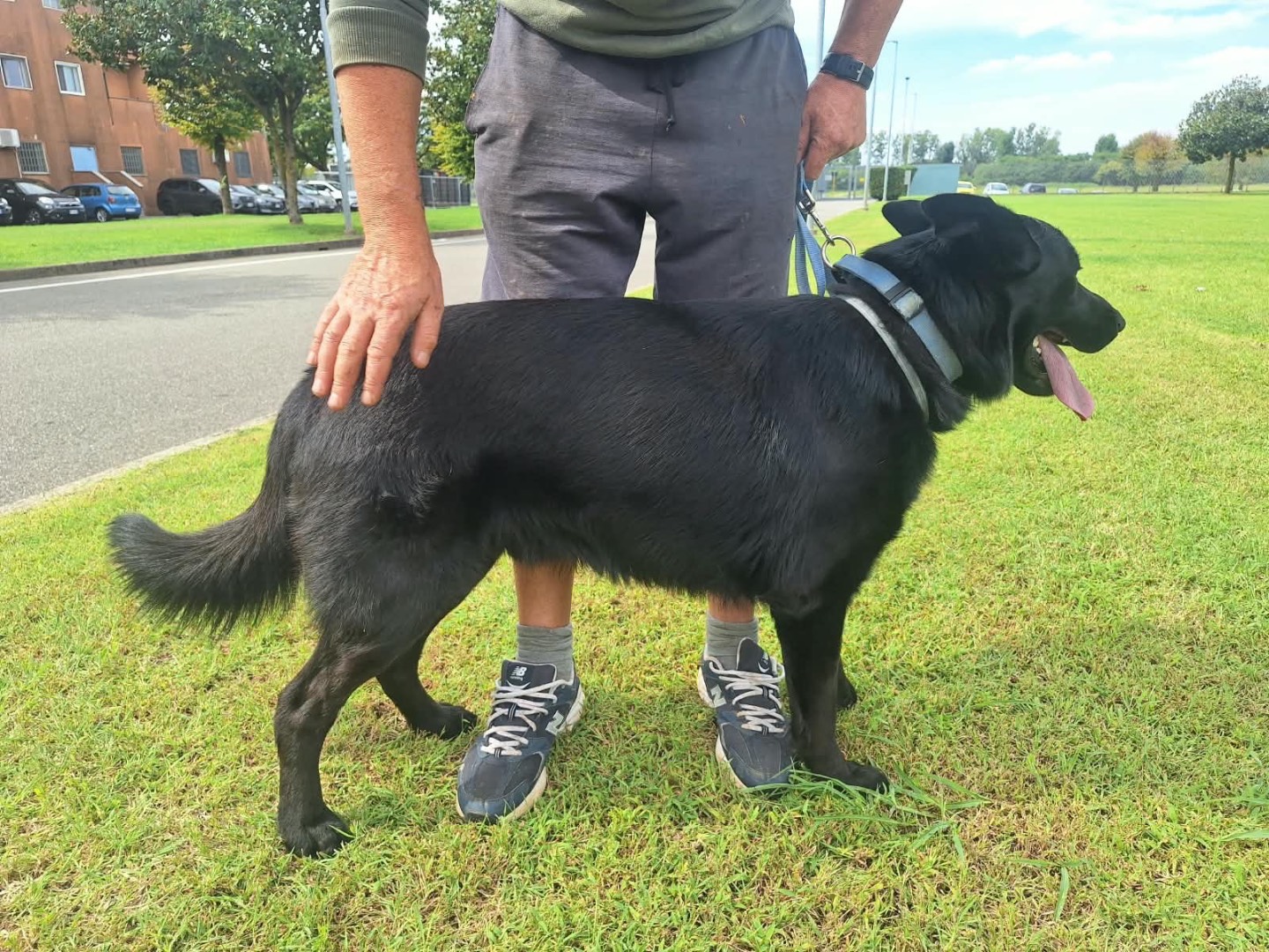 Adotta il cane Pako a Pavia