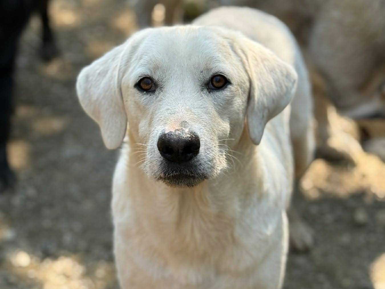Adotta il cane ARTIC a Firenze