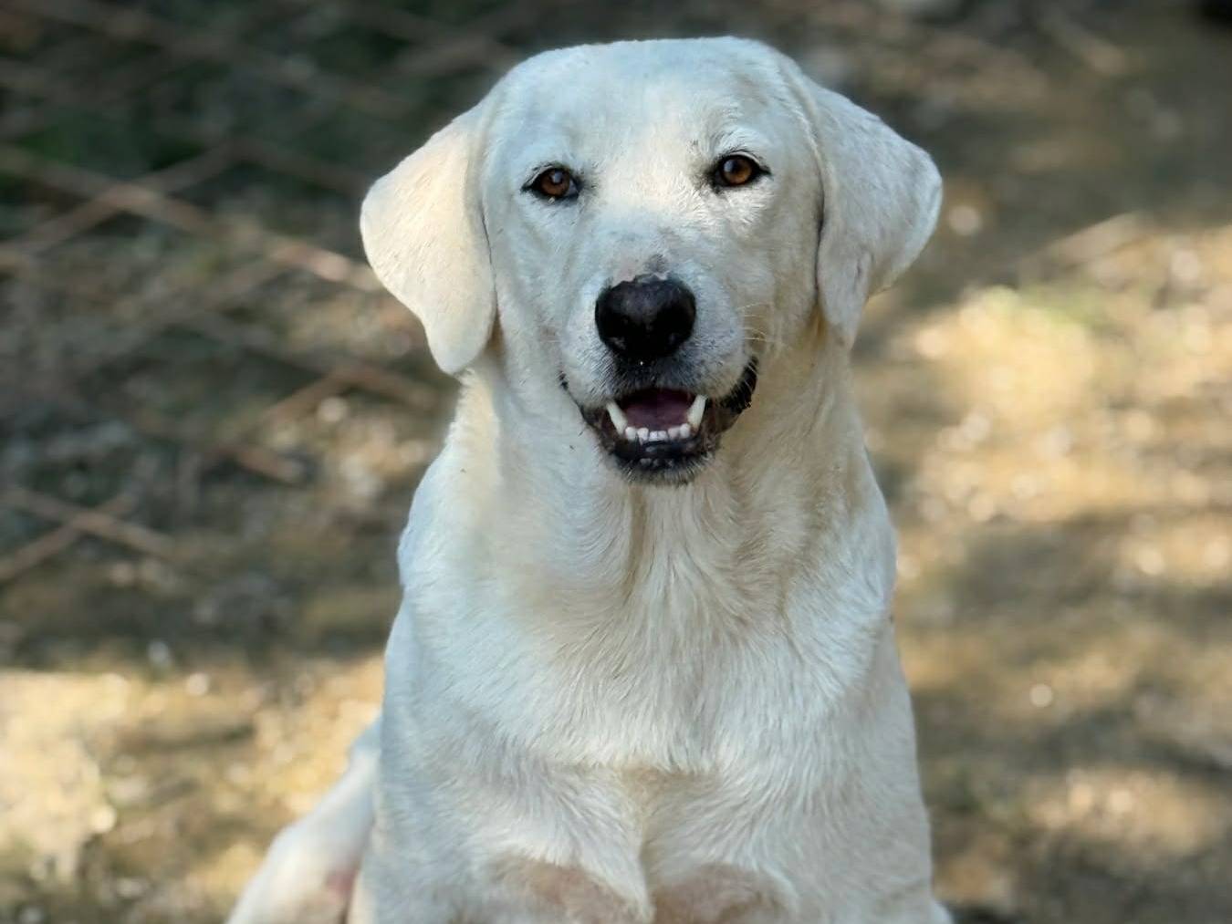 Adozione cane, maschio, Razza sconosciuta Razza sconosciuta, 2 anni e 8 mesi, taglia media, Firenze