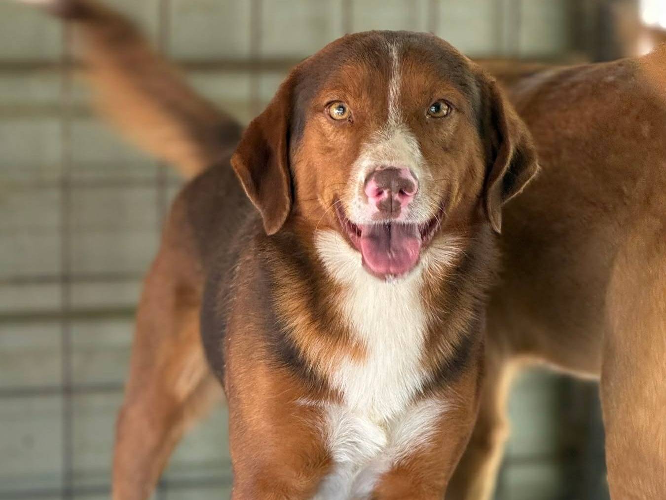 Adotta un cane, maschio, 2 anni e 8 mesi, Firenze