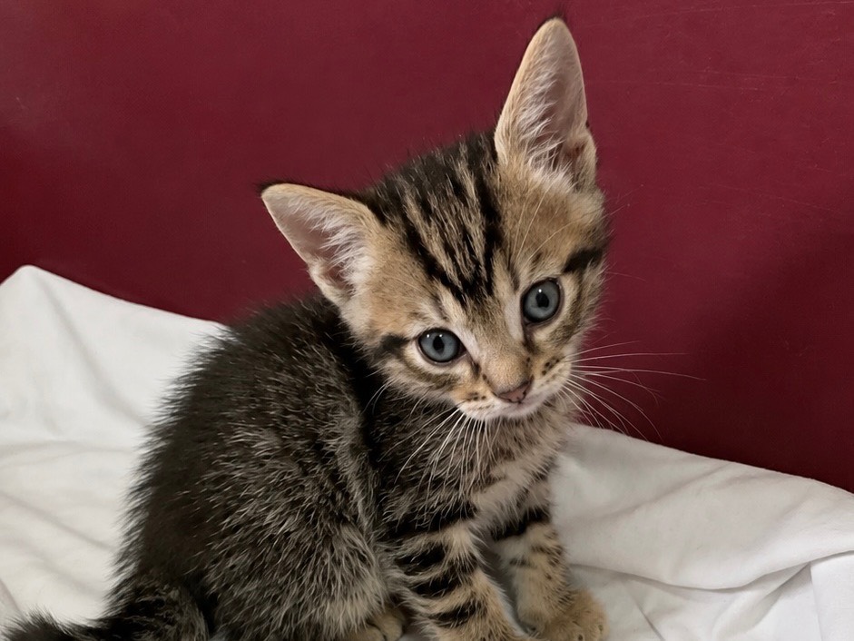 Adozione gatto, maschio, Razza sconosciuta Razza sconosciuta, 2 mesi, taglia non valida, Milano