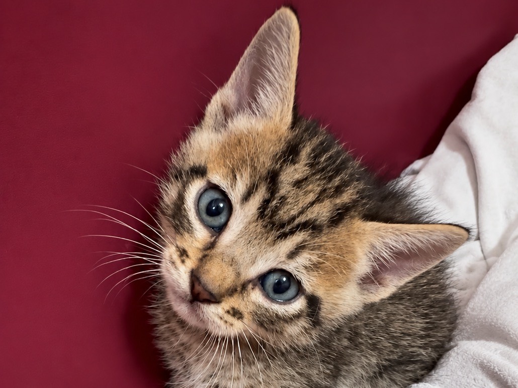 Adozione gatto, maschio, Razza sconosciuta Razza sconosciuta, 2 mesi, taglia non valida, Firenze