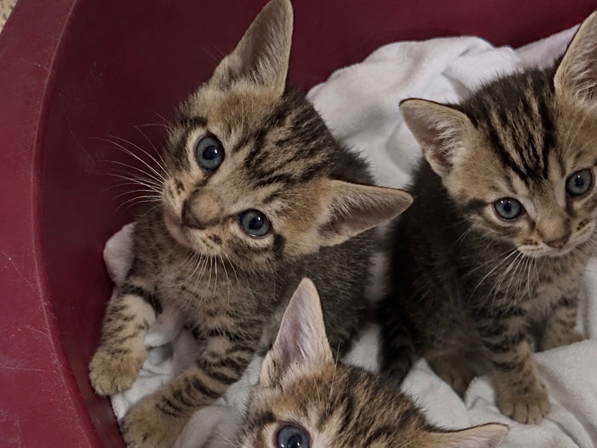 Adotta un gatto, maschio, 2 mesi, Firenze