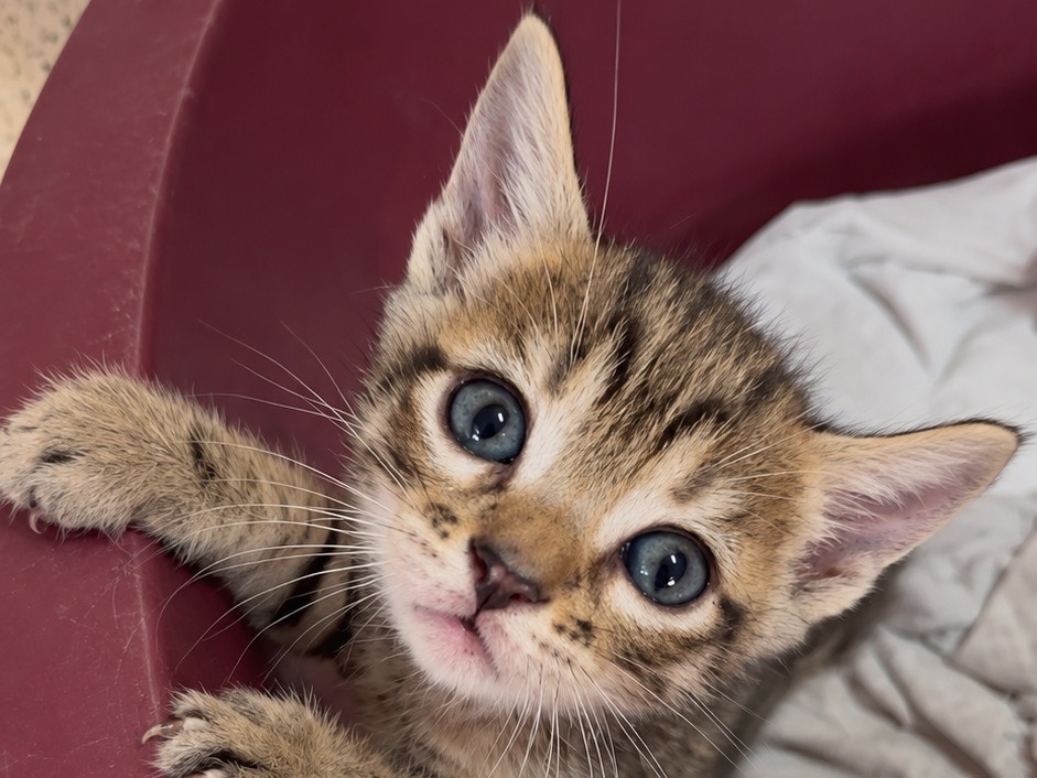 Adozione gatto, femmina, Razza sconosciuta Razza sconosciuta, 2 mesi, taglia non valida, Milano
