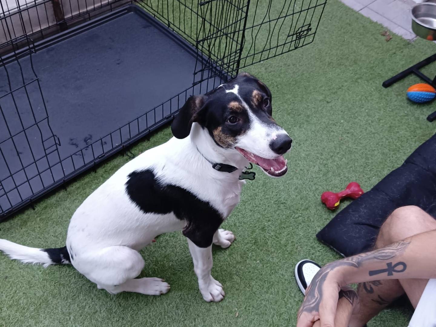 Adotta un cane, maschio, 7 mesi, Monza