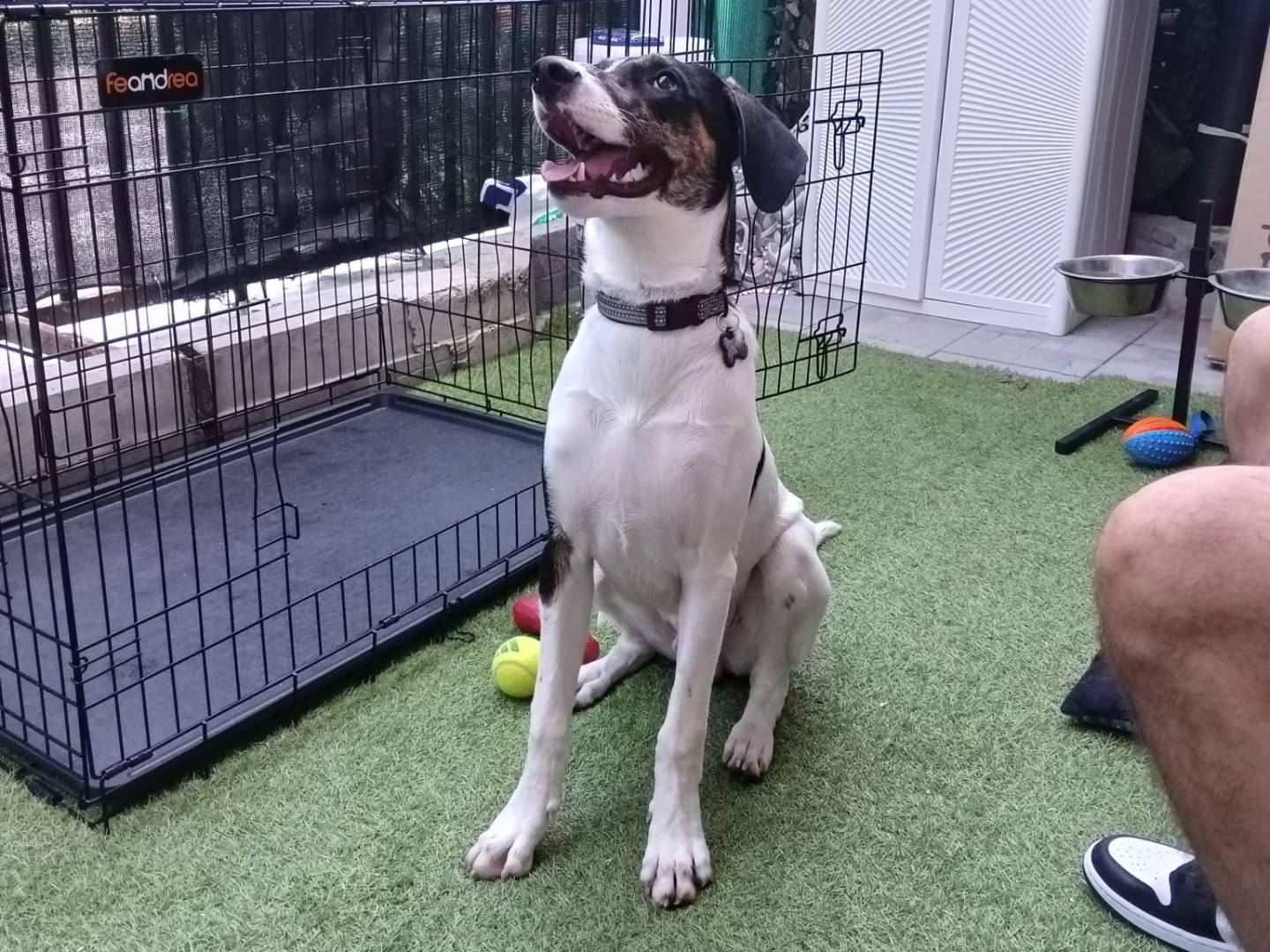 Adotta un cane, taglia media, maschio, Monza