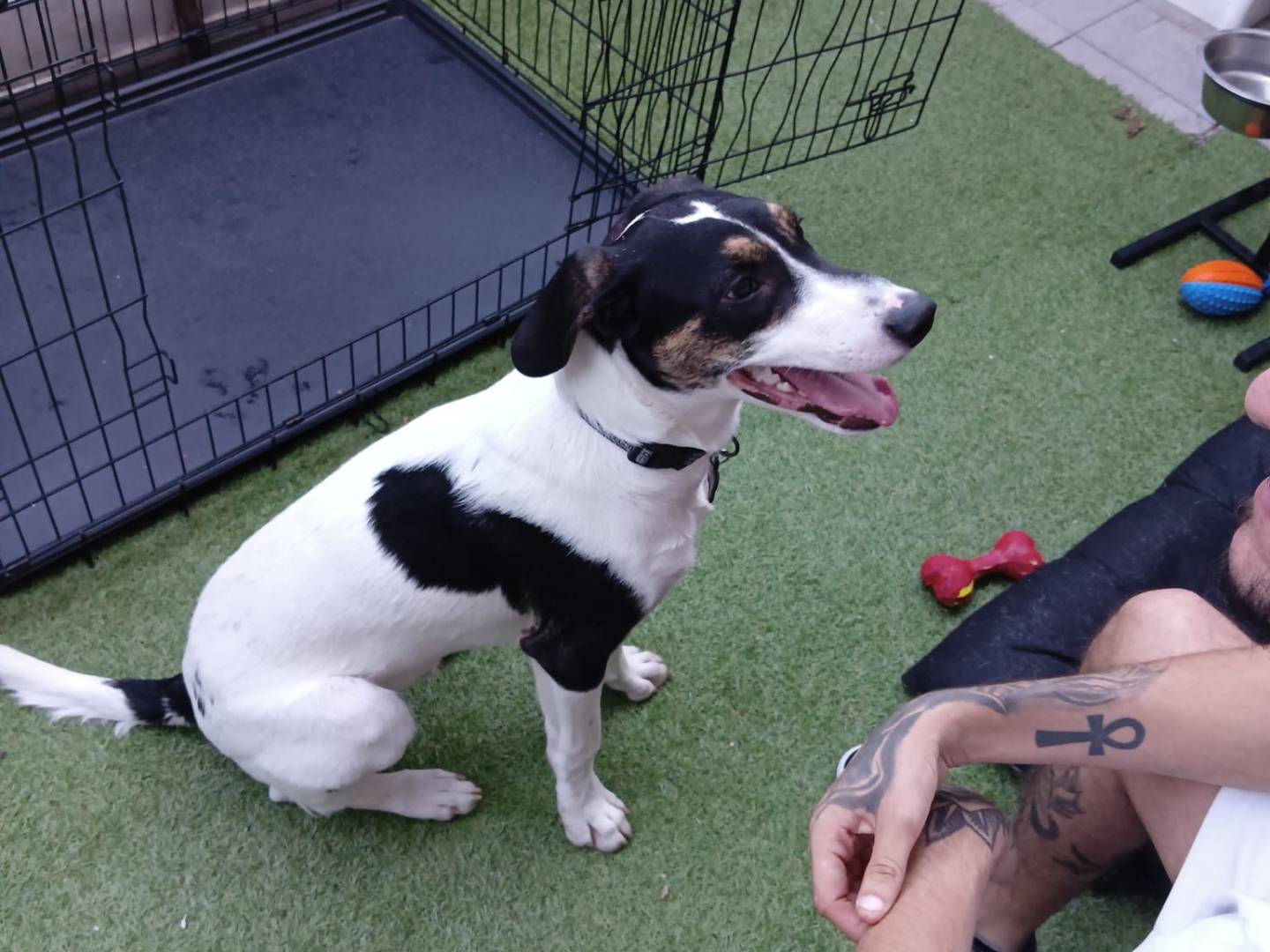 Vuoi adottare un cane a Monza?