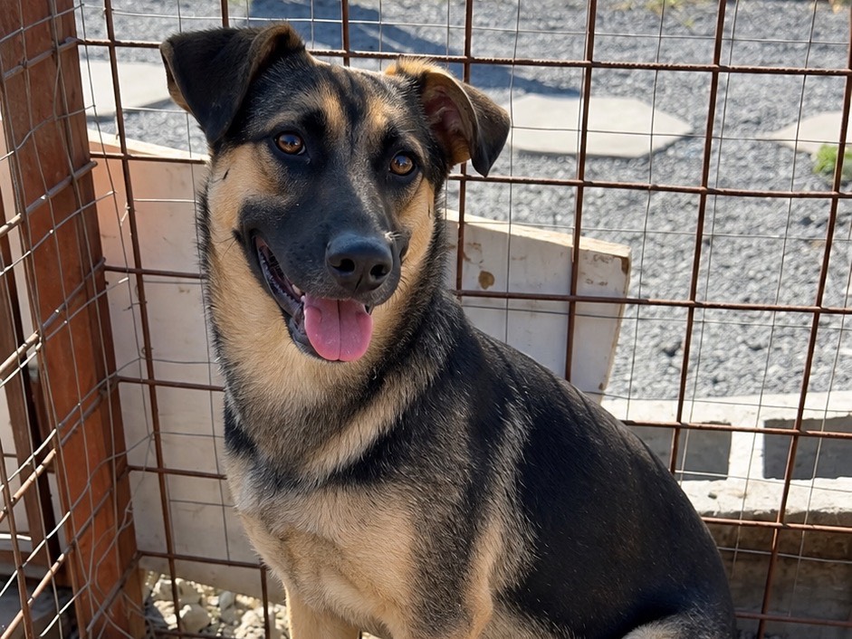 Adozione cane, femmina, Razza sconosciuta Razza sconosciuta, 7 mesi, taglia media, Milano
