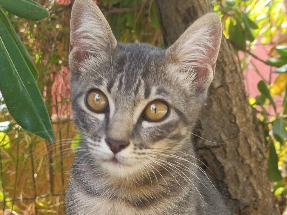 Adozione gatto, maschio, Razza sconosciuta Razza sconosciuta, 2 mesi, taglia non valida, Catanzaro