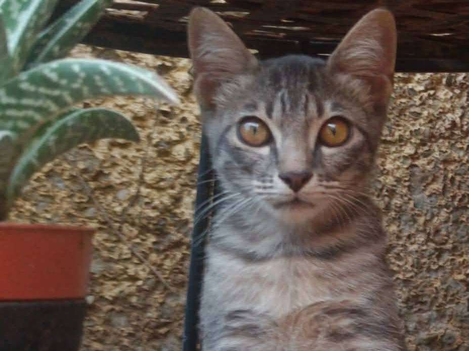 Adotta un gatto, maschio, 2 mesi, Catanzaro