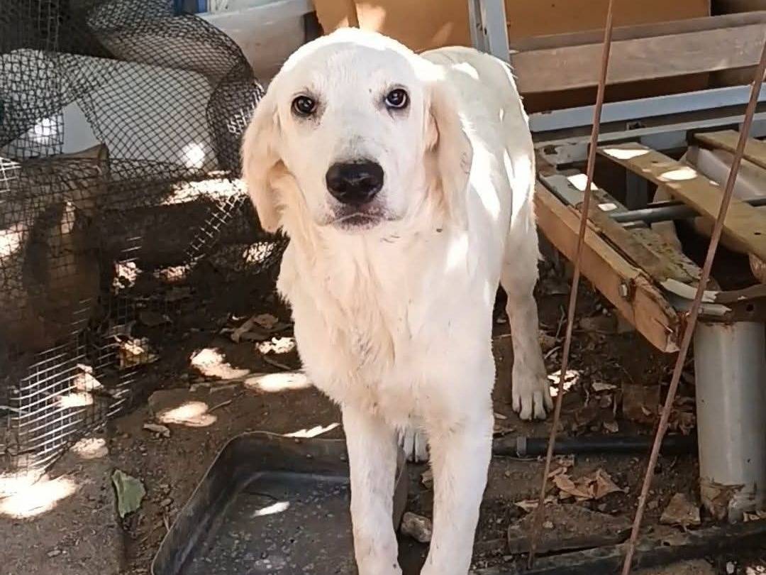 Adozione cane, maschio, Pastore maremmano Razza sconosciuta, 5 mesi, taglia media, Cosenza