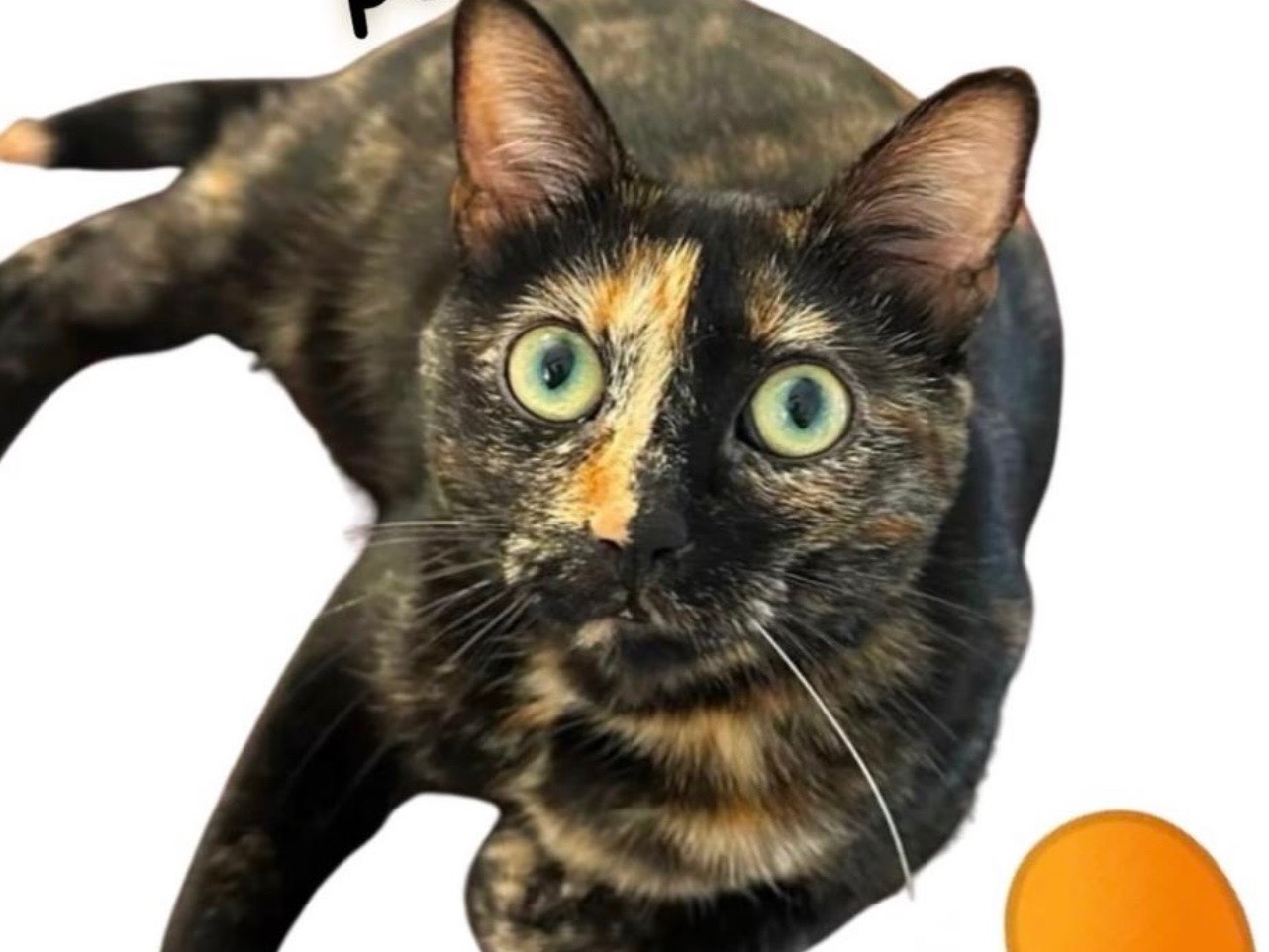 Adozione gatto, femmina, Razza sconosciuta Razza sconosciuta, 1 anno e 11 mesi, taglia non valida, Milano