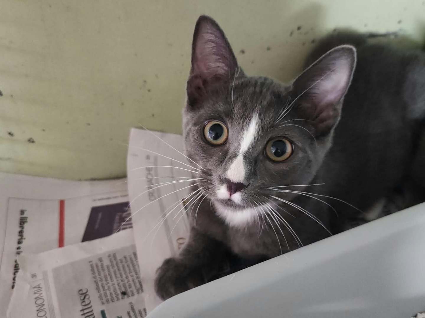 Adozione gatto, maschio, Razza sconosciuta Razza sconosciuta, 3 mesi, taglia non valida, Milano