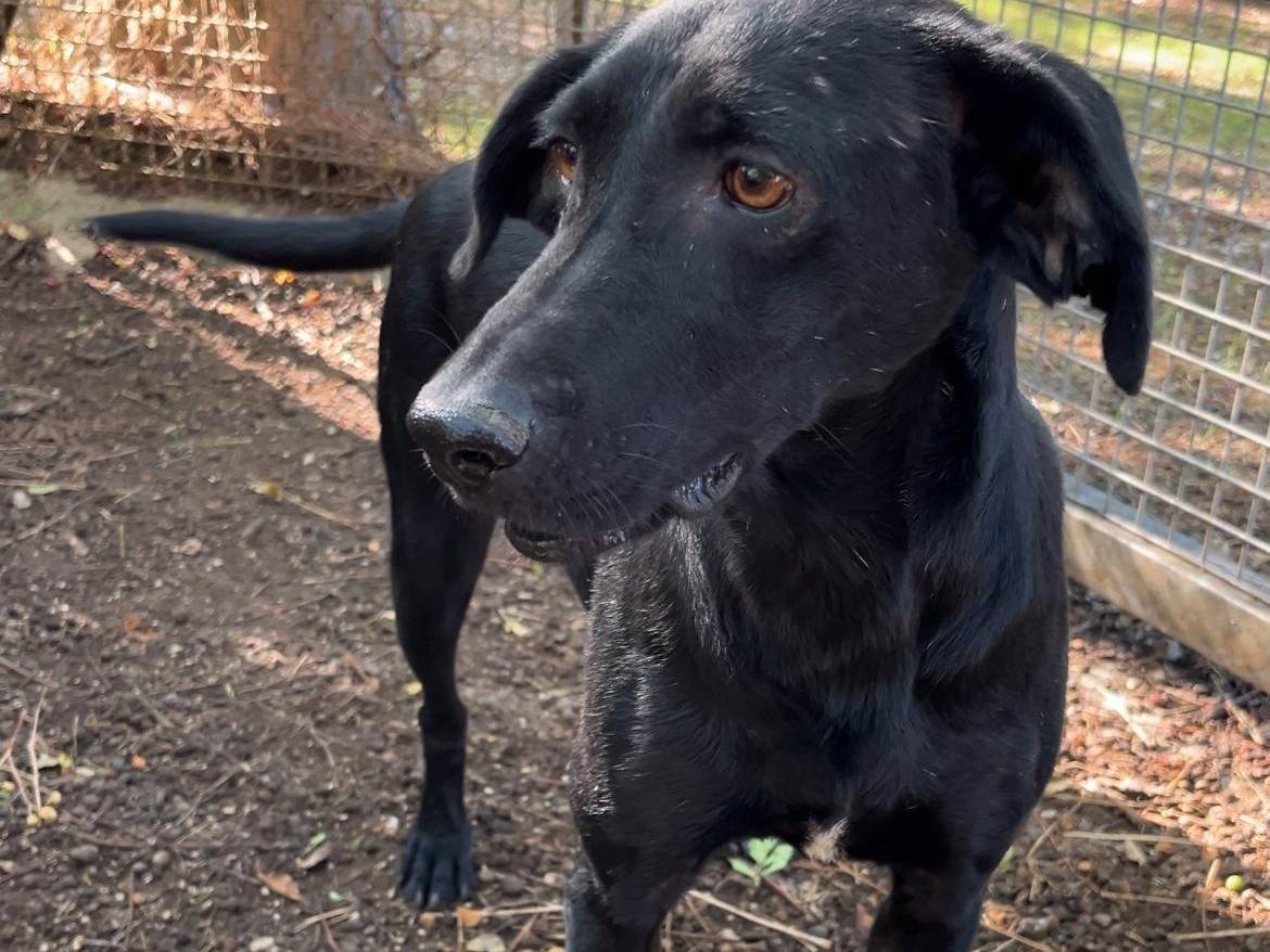Adozione cane, femmina, Razza sconosciuta Razza sconosciuta, 4 anni e 6 mesi, taglia media, Latina
