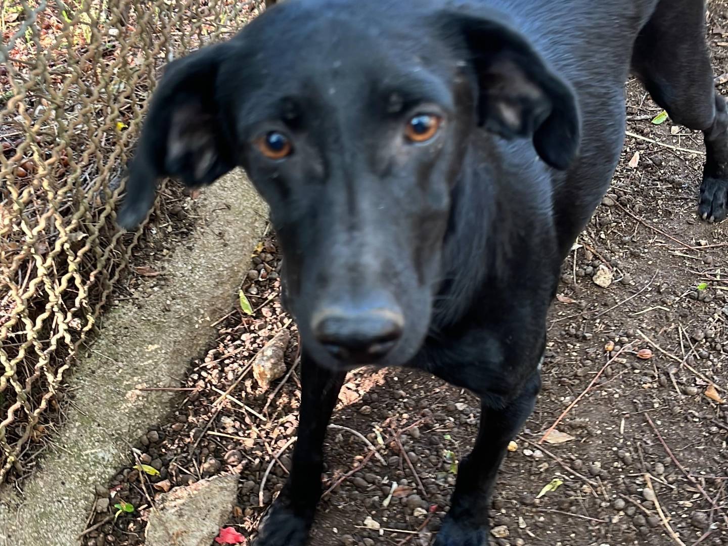 Adotta un cane, femmina, 4 anni e 6 mesi, Latina