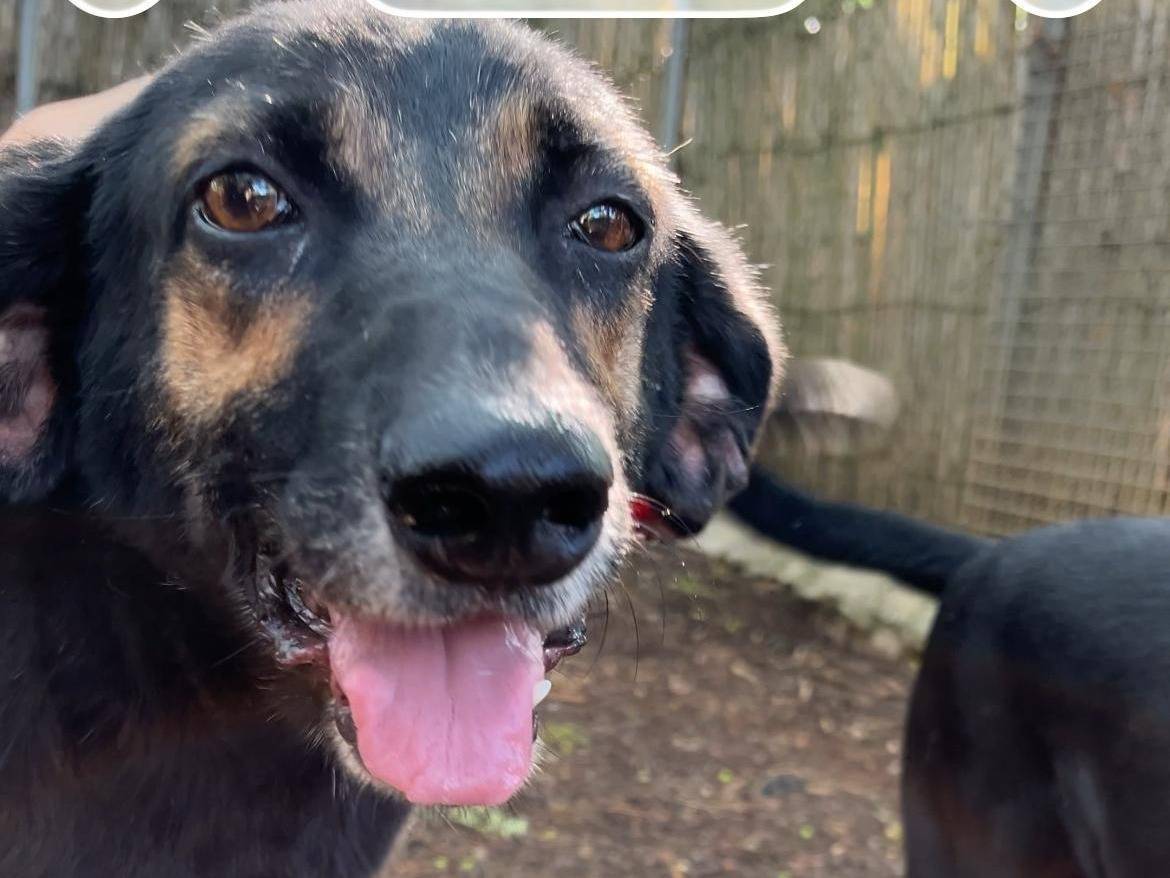 Adozione cane, femmina, Razza sconosciuta Razza sconosciuta, 4 anni e 7 mesi, taglia media, Latina