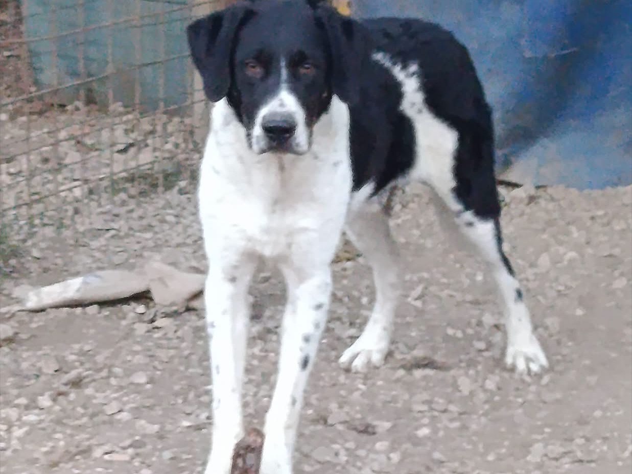 Adotta un cane, maschio, 7 mesi, Avellino