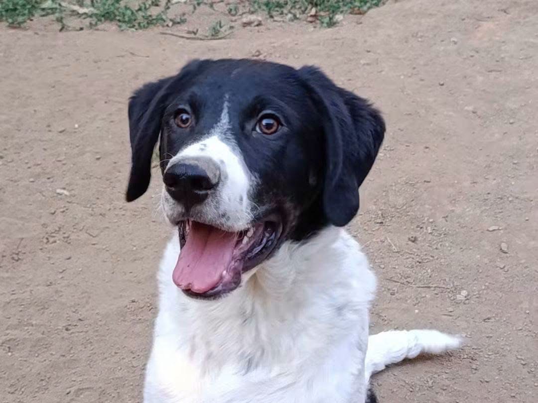 Adozione cane, maschio, Razza sconosciuta Razza sconosciuta, 7 mesi, taglia media, Avellino