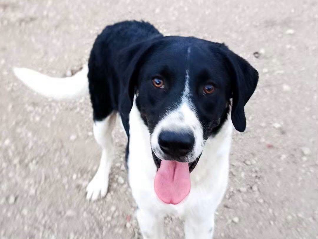 Adotta un cane, taglia media, maschio, Avellino