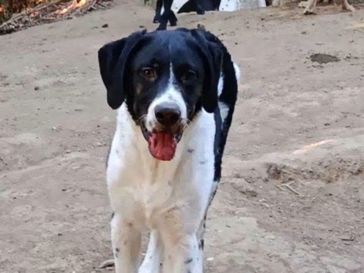 Vuoi adottare un cane a Avellino?