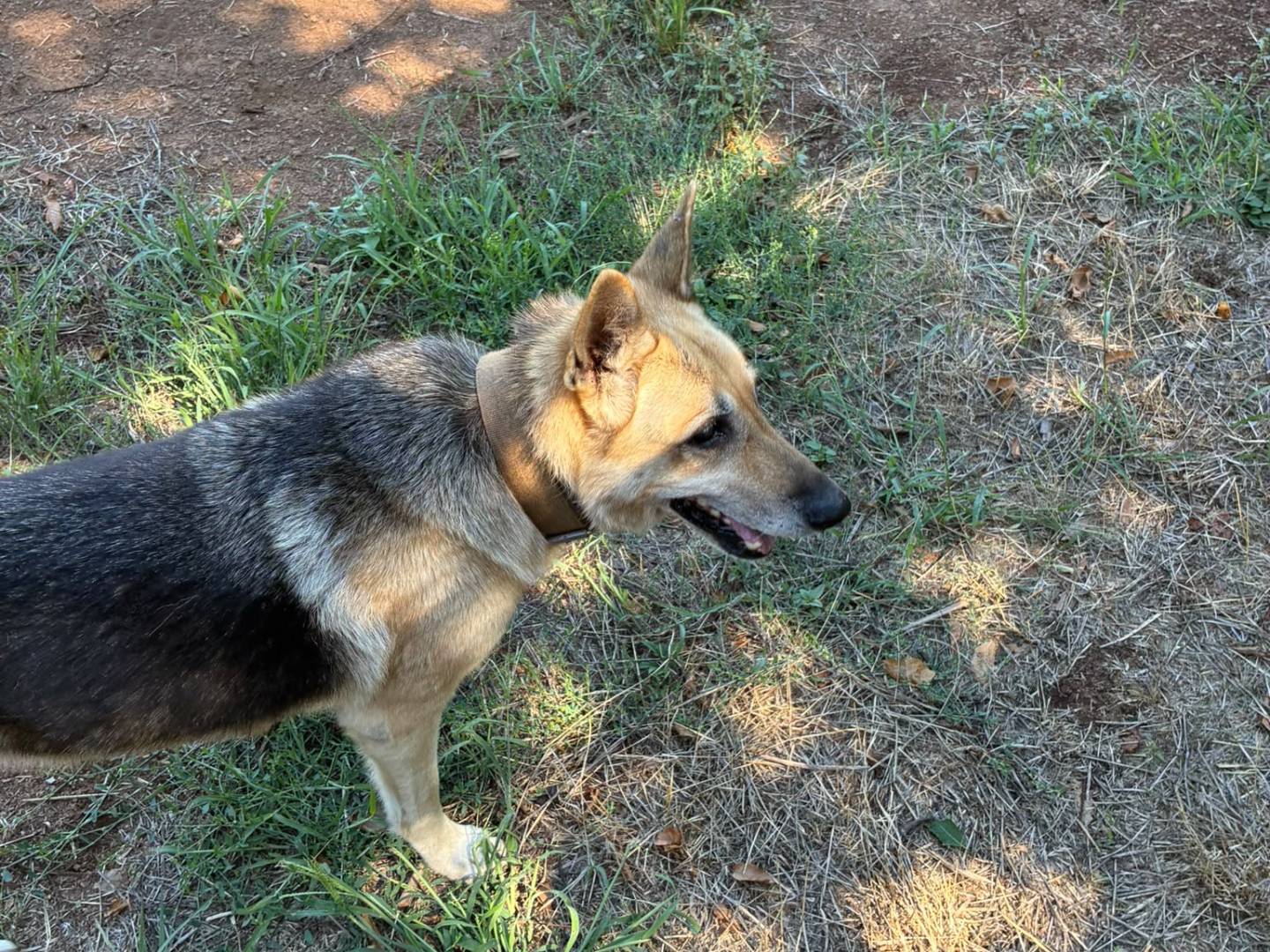 Adotta il cane Kira a Catanzaro