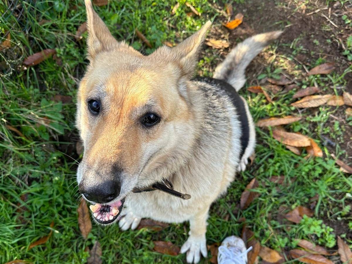 Vuoi adottare un cane a Catanzaro?