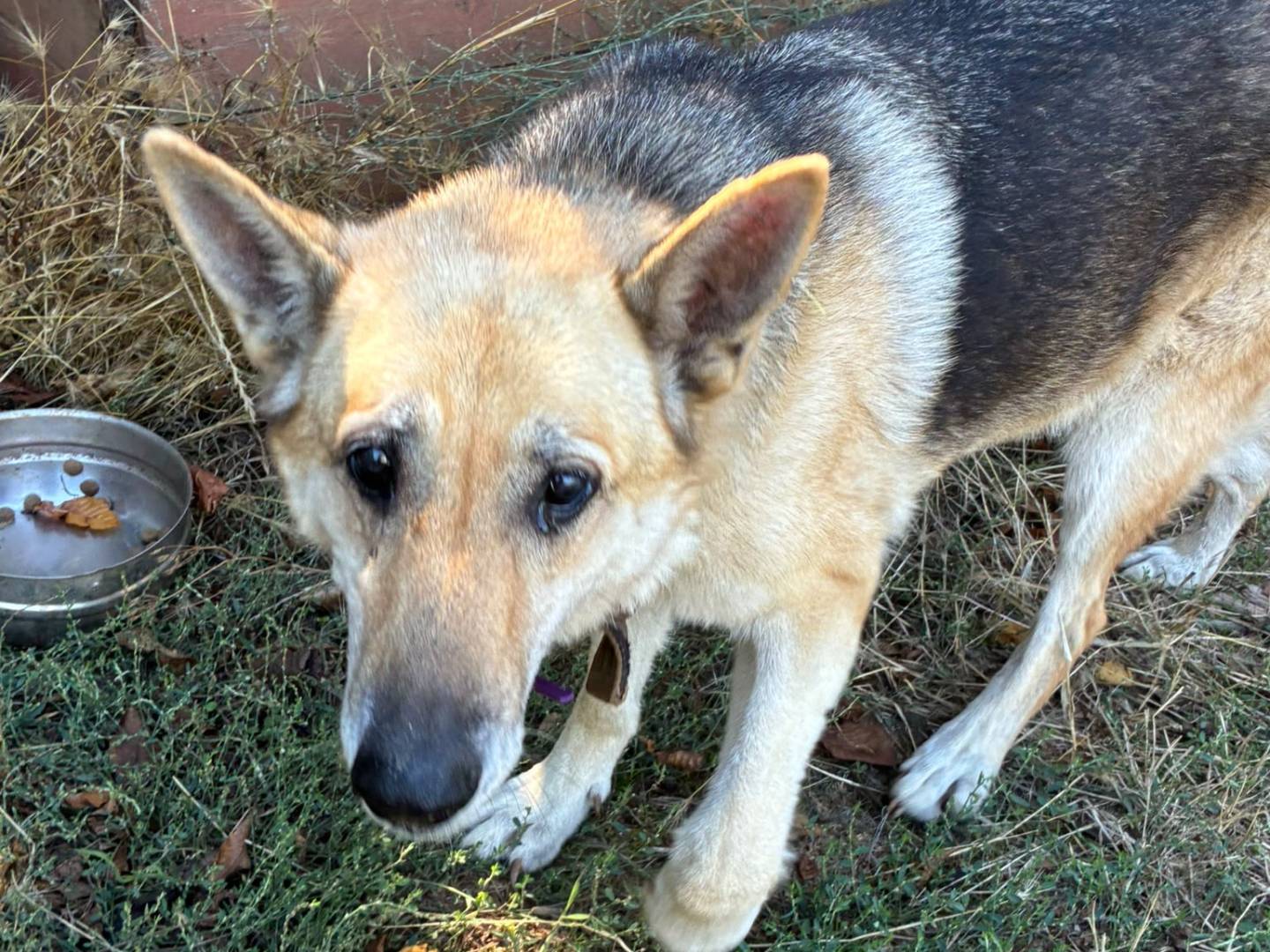 Adotta un cane, femmina, 6 anni e 8 mesi, Catanzaro