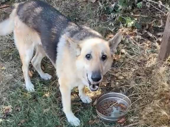 Adozione cane, femmina, Pastore tedesco Razza sconosciuta, 6 anni e 8 mesi, taglia grande, Catanzaro