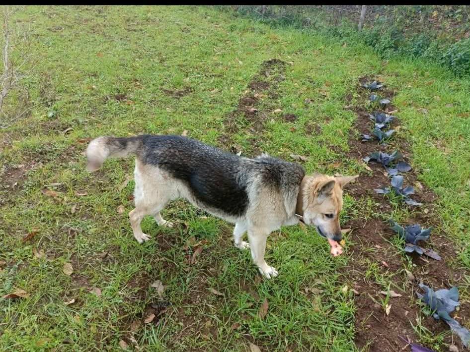 Adotta un cane, taglia grande, femmina, Catanzaro