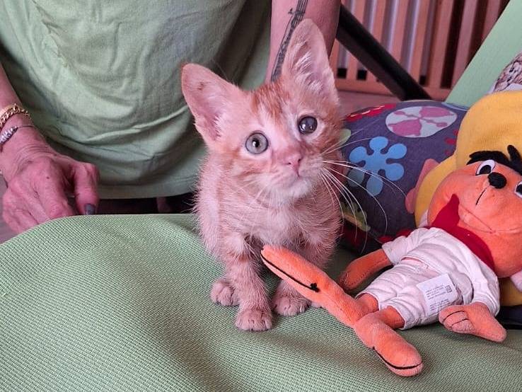 Adozione gatto, maschio, Razza sconosciuta Razza sconosciuta, 3 mesi, taglia non valida, Genova