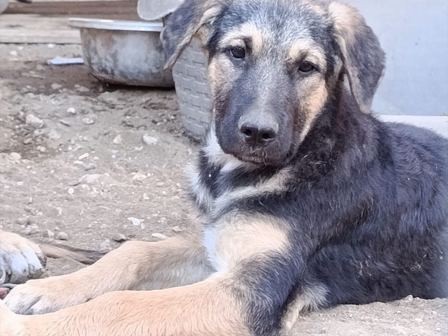 Adozione cane, femmina, Razza sconosciuta Razza sconosciuta, 3 mesi, taglia media, Avellino