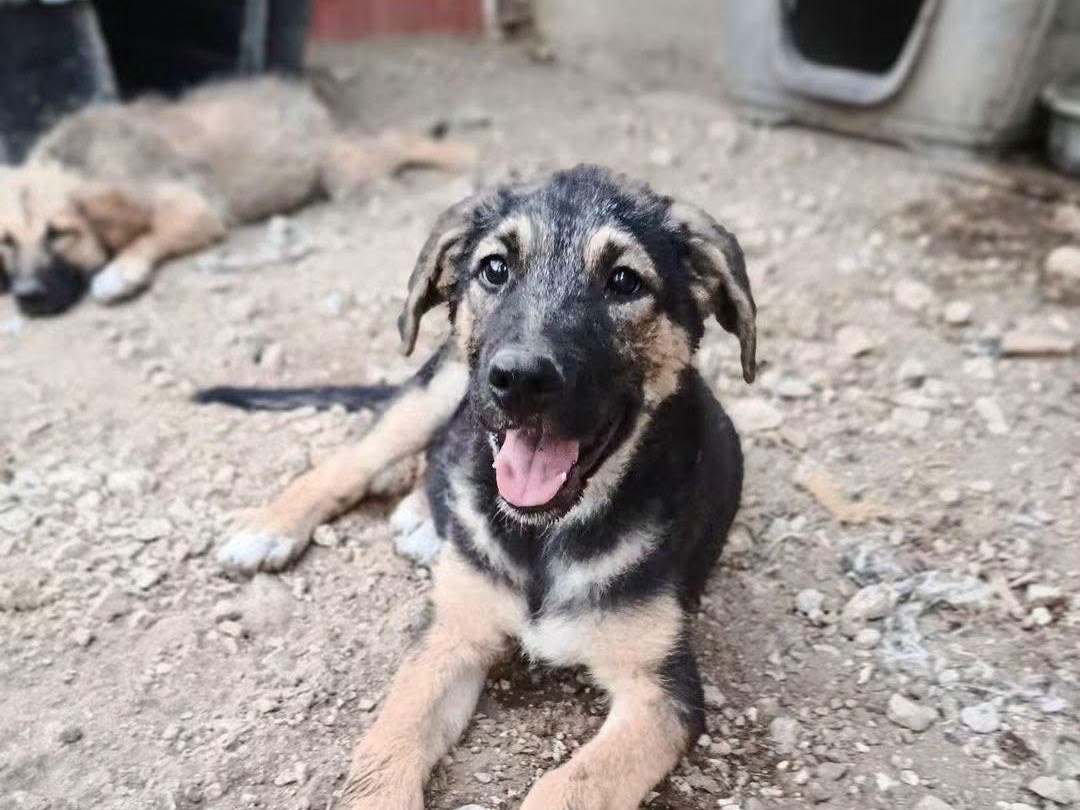 Adotta un cane, femmina, 3 mesi, Avellino