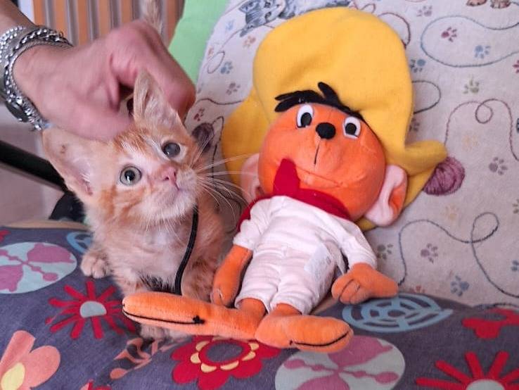 Adotta un gatto, maschio, 3 mesi, Genova