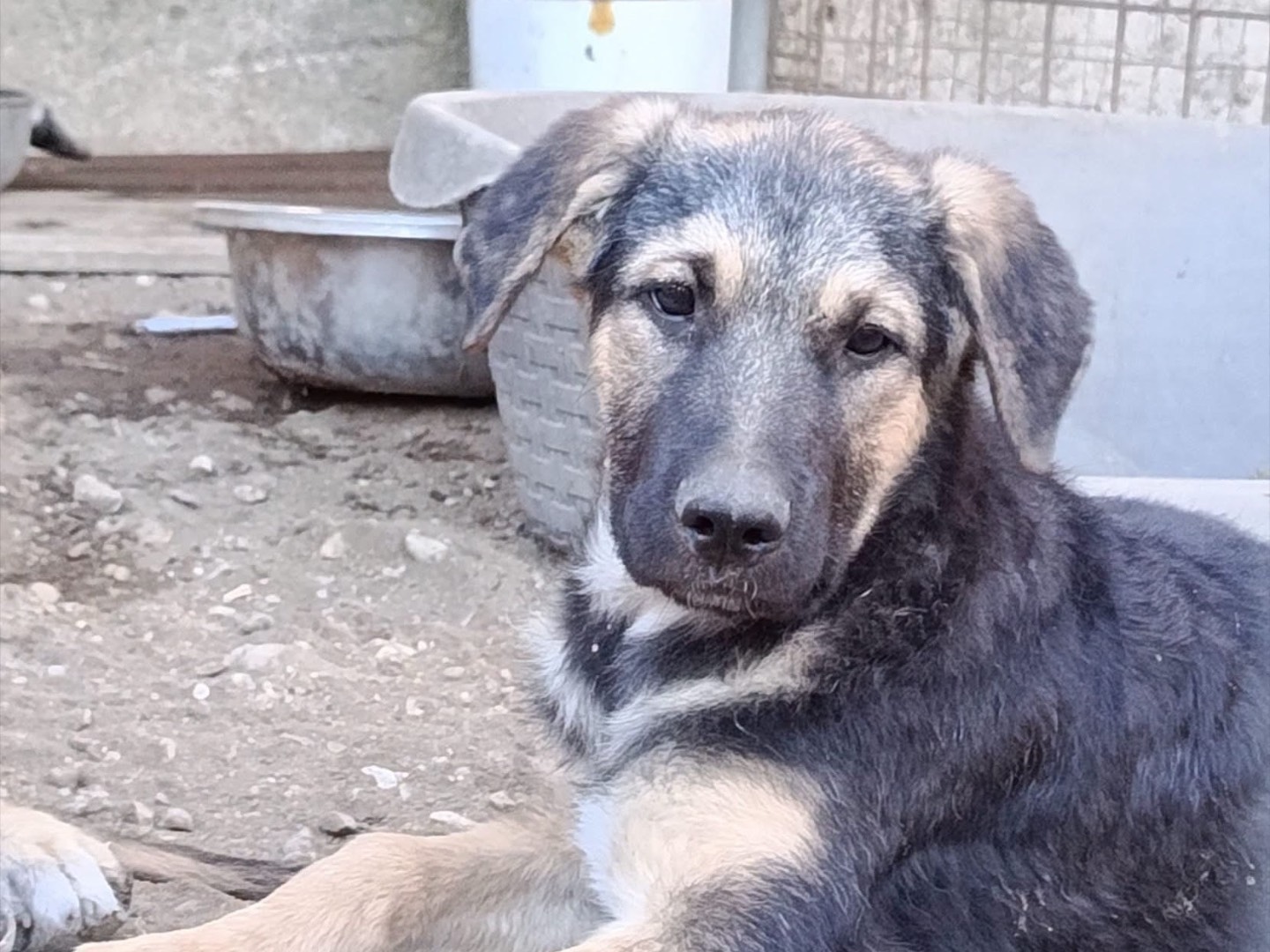 Adotta un cane, taglia media, femmina, Avellino