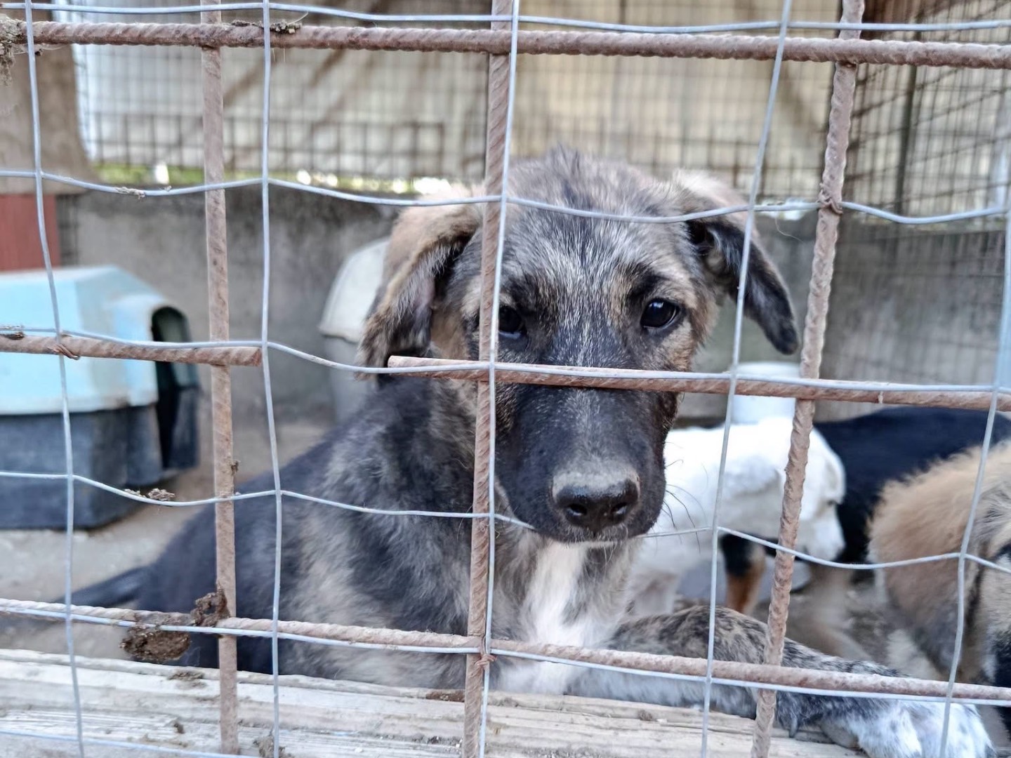 Adozione cane, femmina, Razza sconosciuta Razza sconosciuta, 3 mesi, taglia media, Avellino