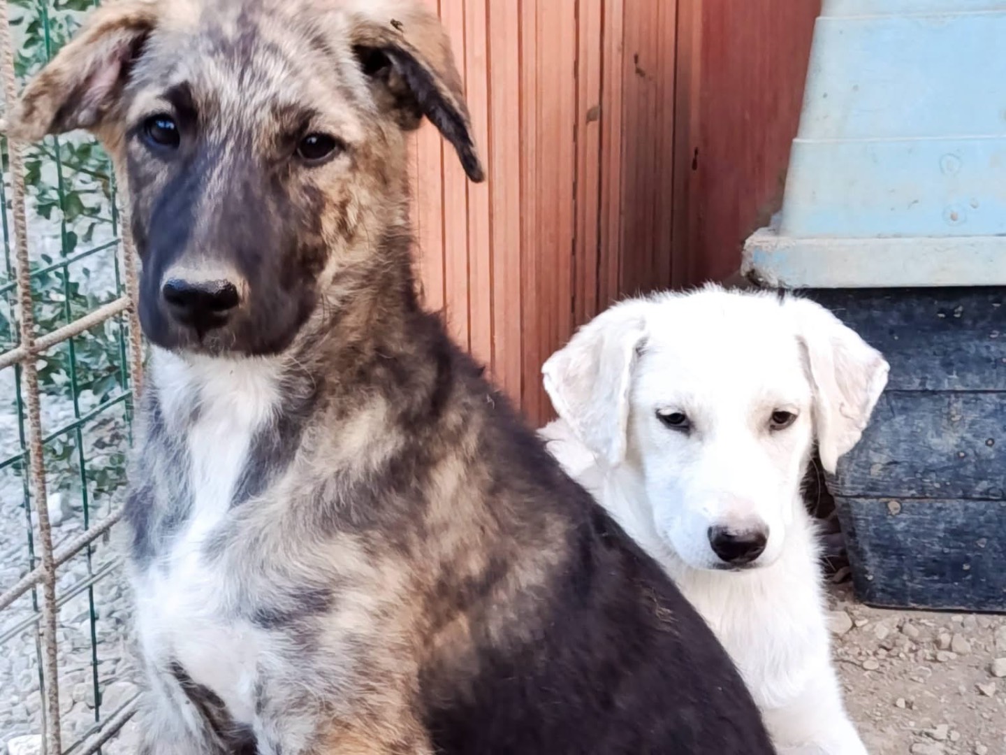 Adotta un cane, femmina, 3 mesi, Avellino