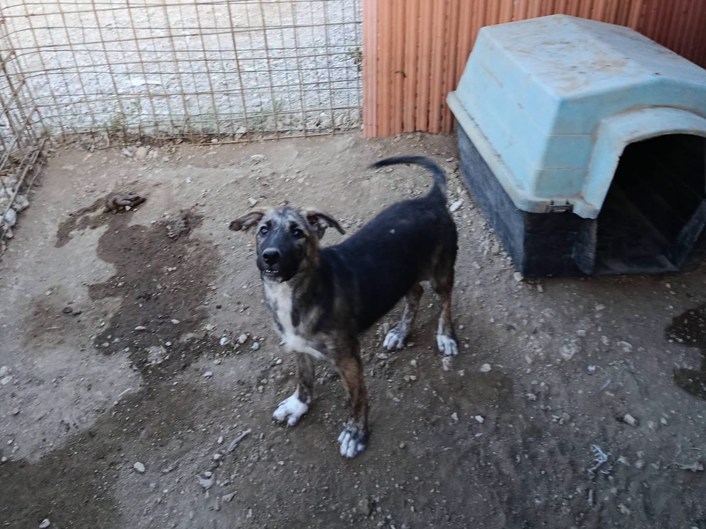 Adotta un cane, taglia media, femmina, Avellino