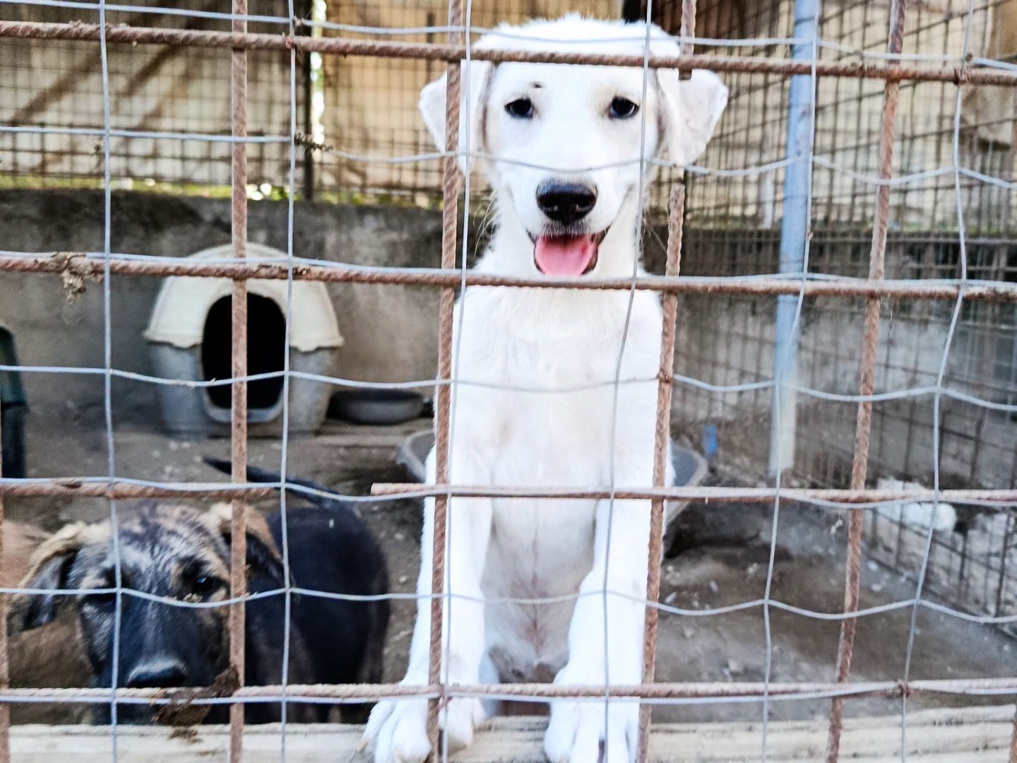 Adozione cane, femmina, Razza sconosciuta Razza sconosciuta, 3 mesi, taglia media, Avellino