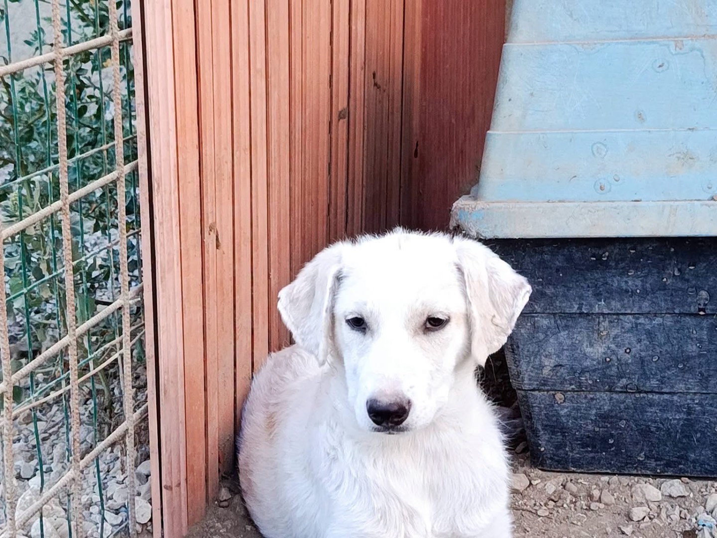 Adotta un cane, femmina, 3 mesi, Avellino