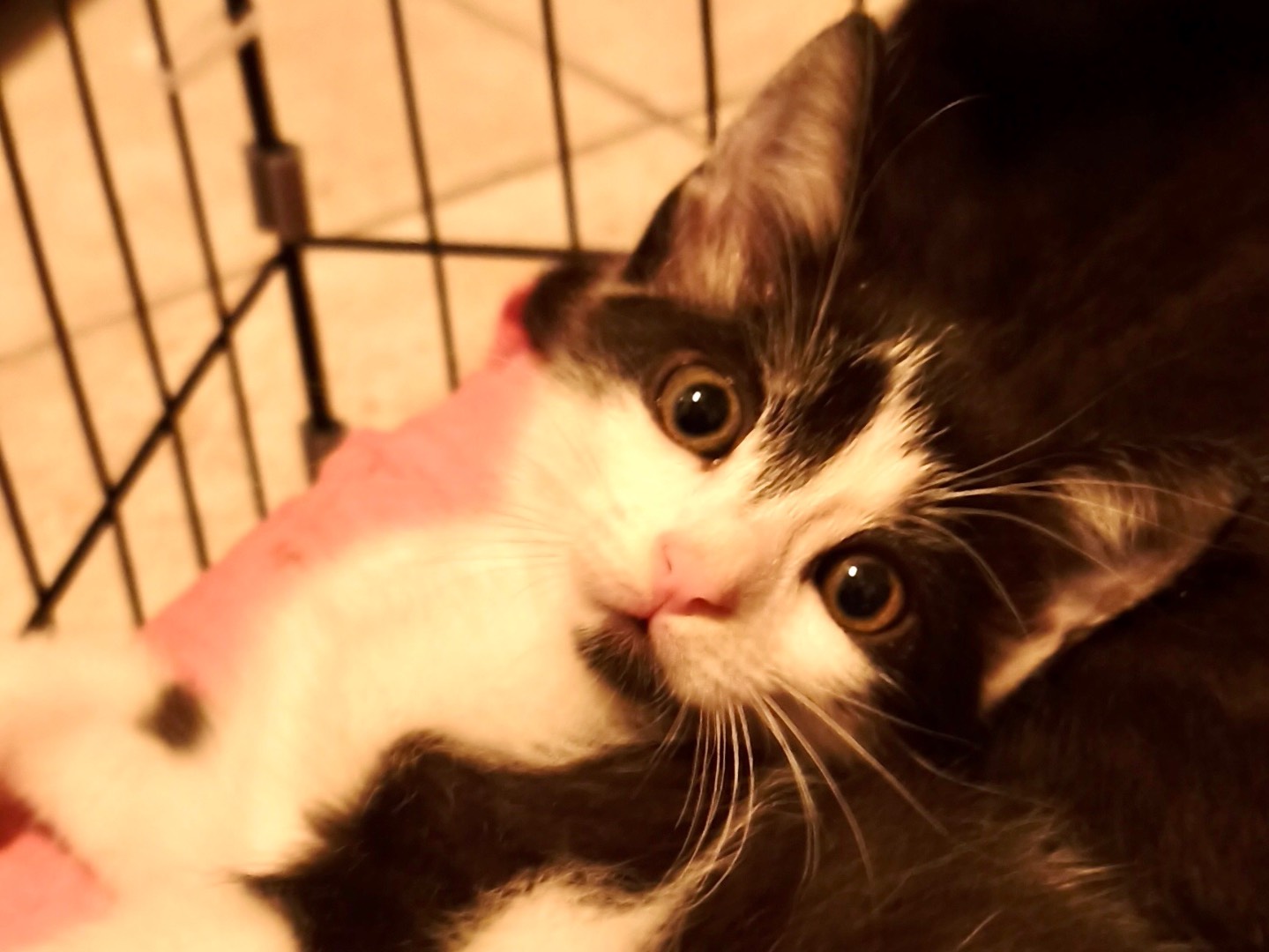 Adozione gatto, maschio, Razza sconosciuta Razza sconosciuta, 2 mesi, taglia non valida, Latina
