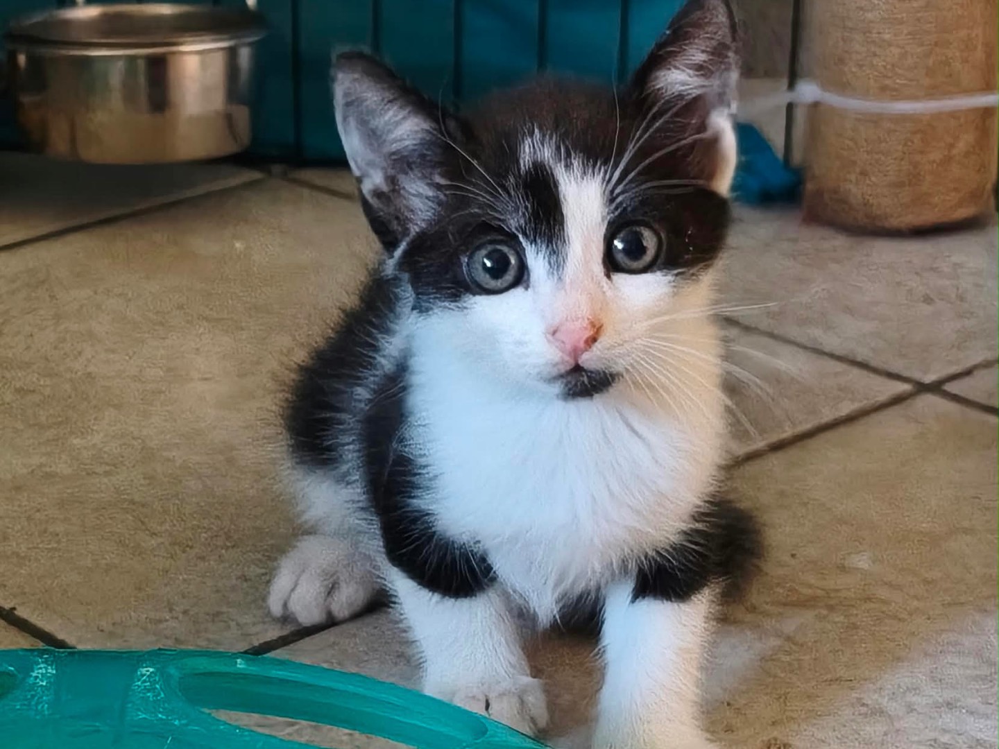 Adotta un gatto, maschio, 2 mesi, Latina