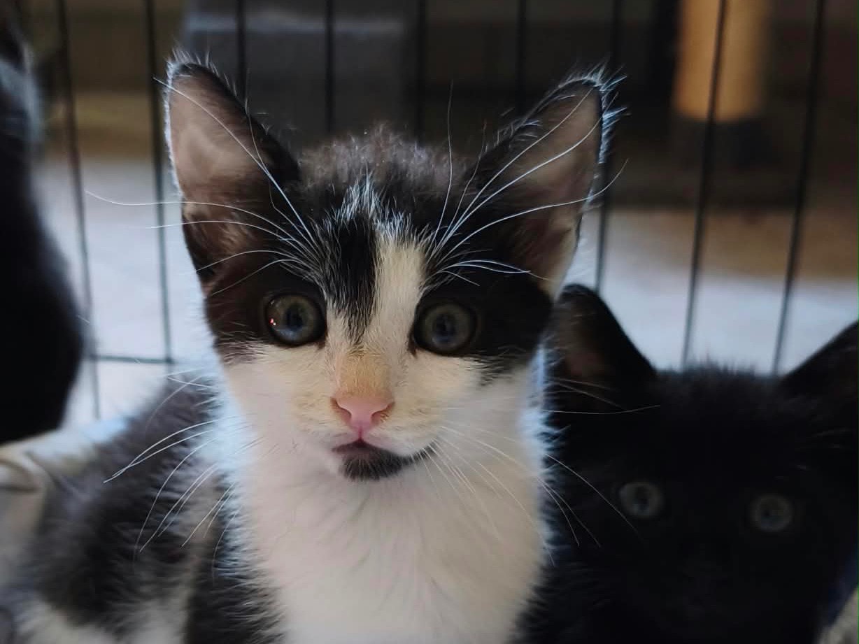 Adotta un gatto, taglia non valida, maschio, Latina