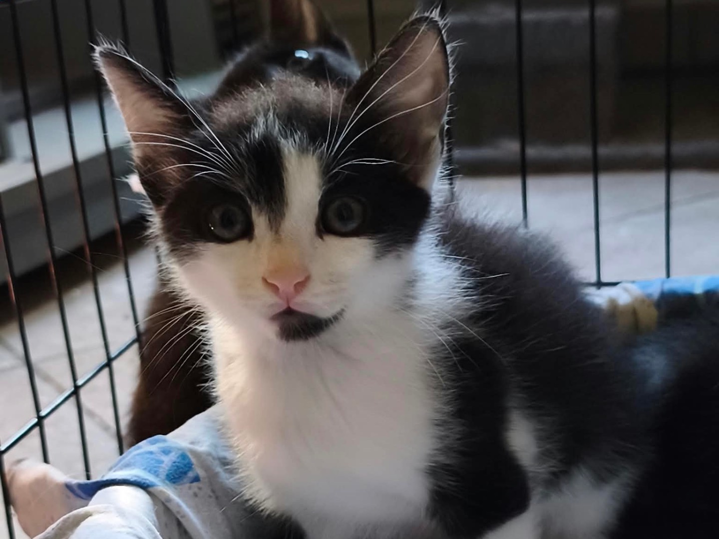 Vuoi adottare un gatto a Latina?