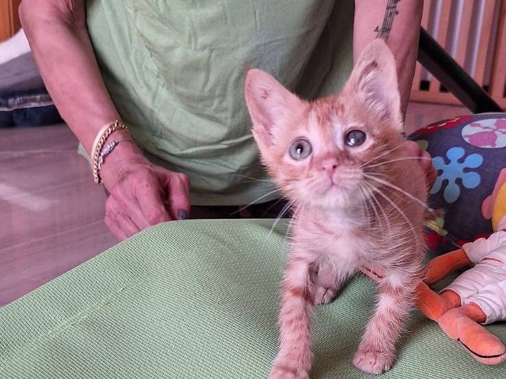 Adotta un gatto, taglia non valida, maschio, Genova